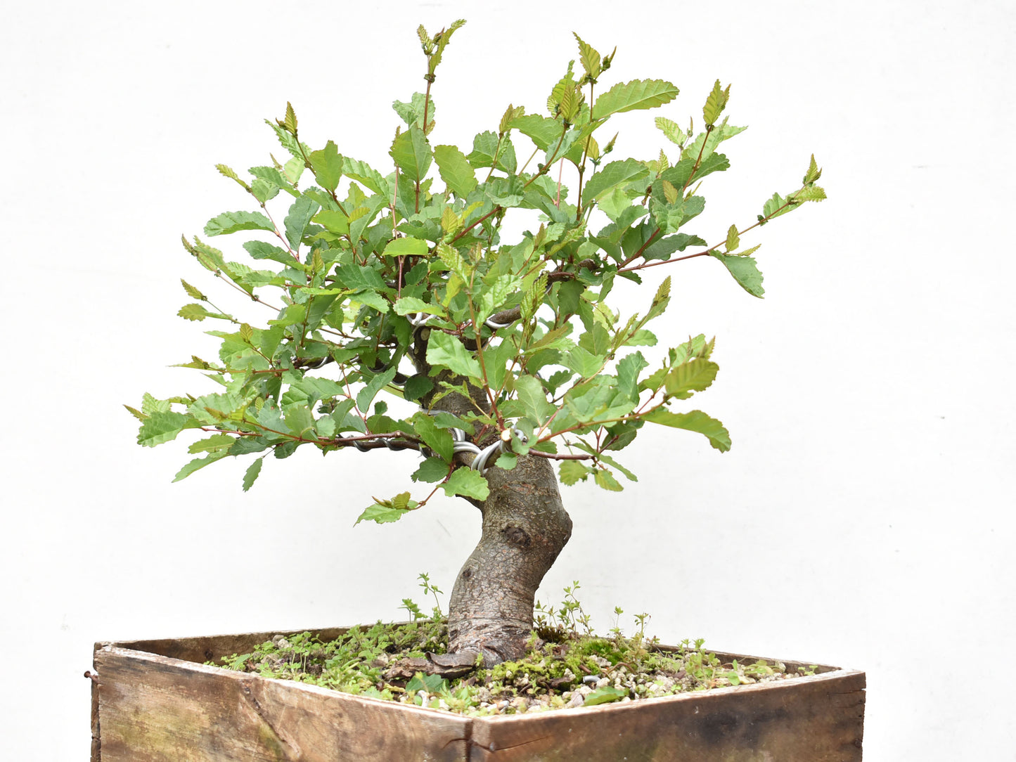 ROBLE PELLIN (Nothofagus Obliqua)