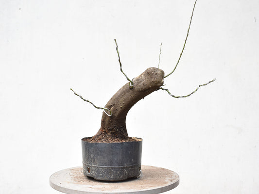 CIRUELO SILVESTRE (Prunus Cerasifera)