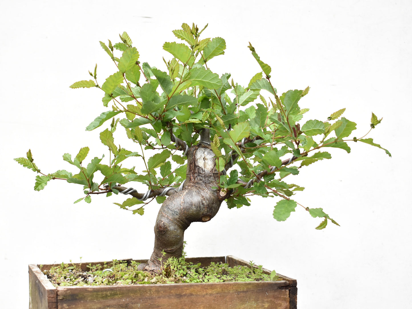 ROBLE PELLIN (Nothofagus Obliqua)