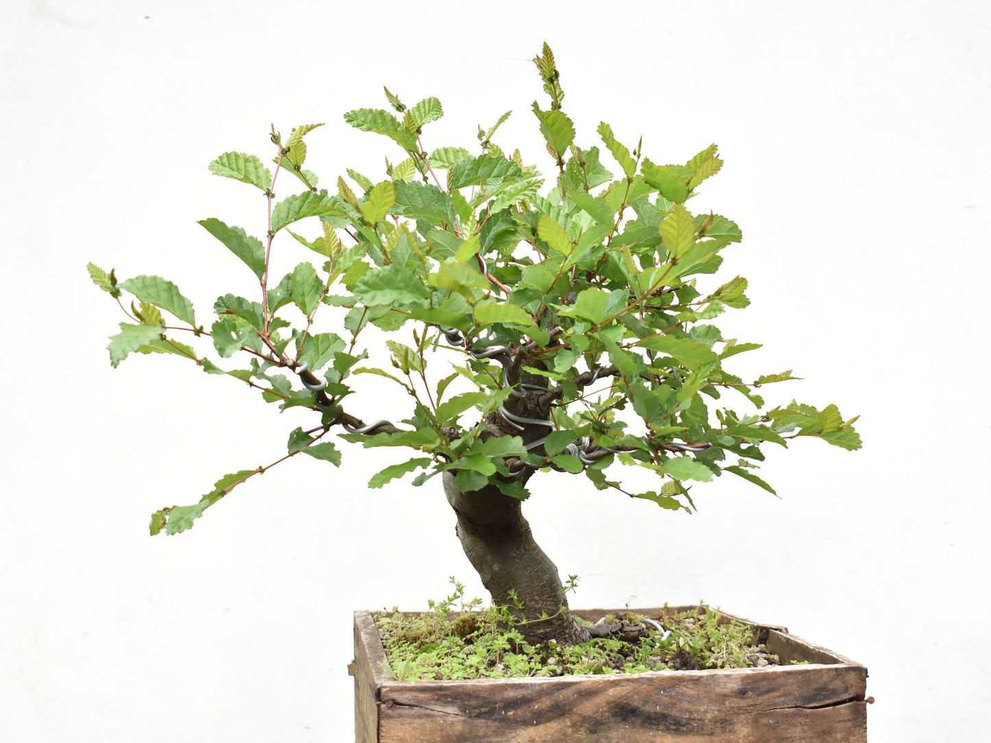 ROBLE PELLIN (Nothofagus Obliqua)