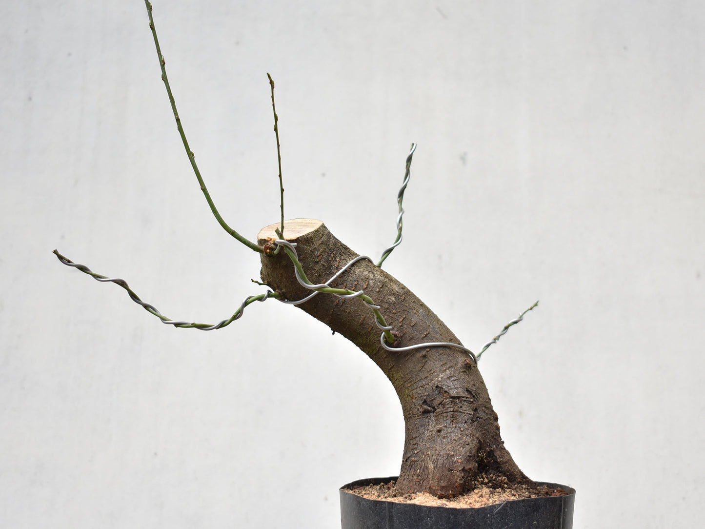 CIRUELO SILVESTRE (Prunus Cerasifera)