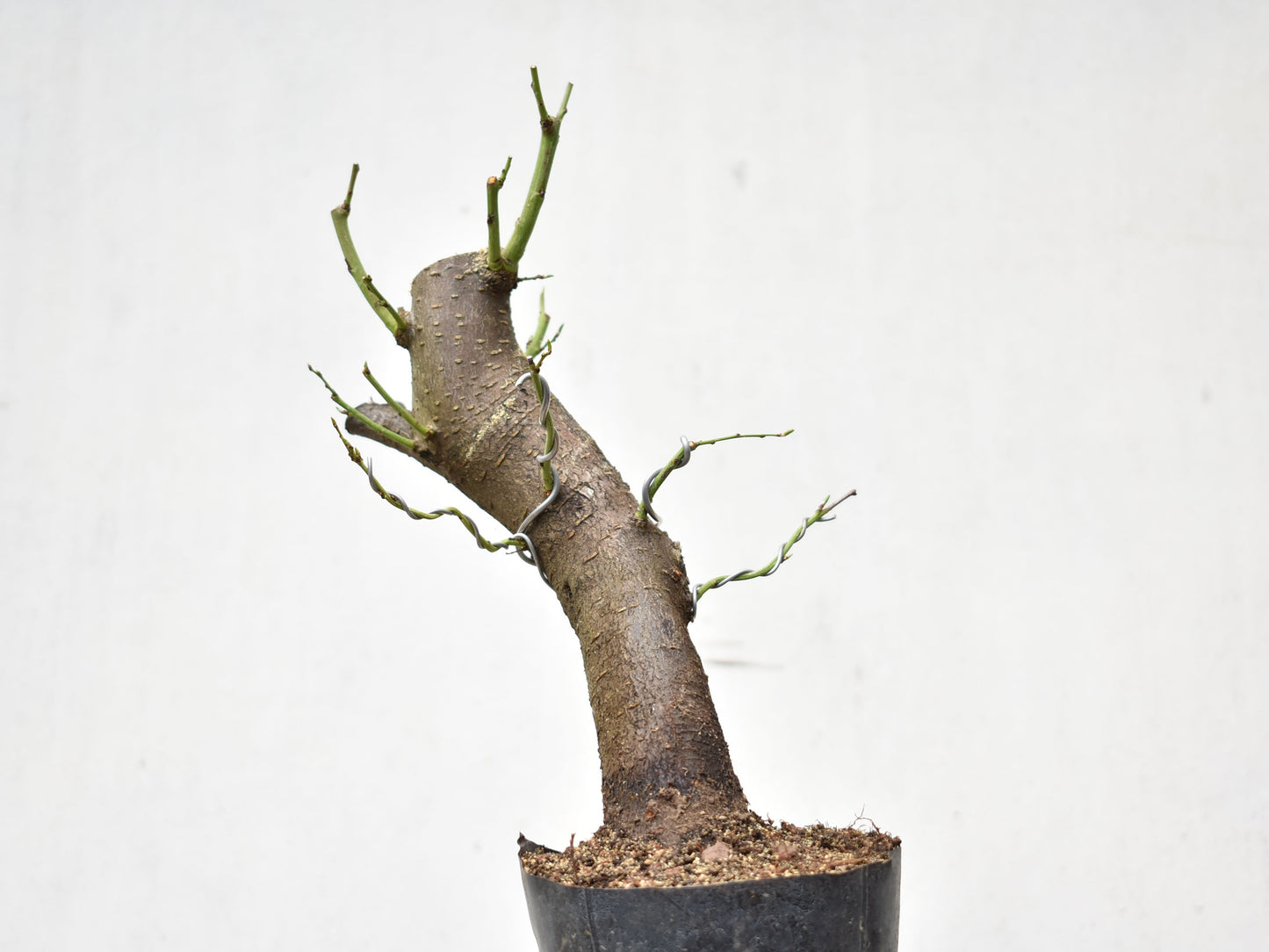 CIRUELO SILVESTRE (Prunus Cerasifera)