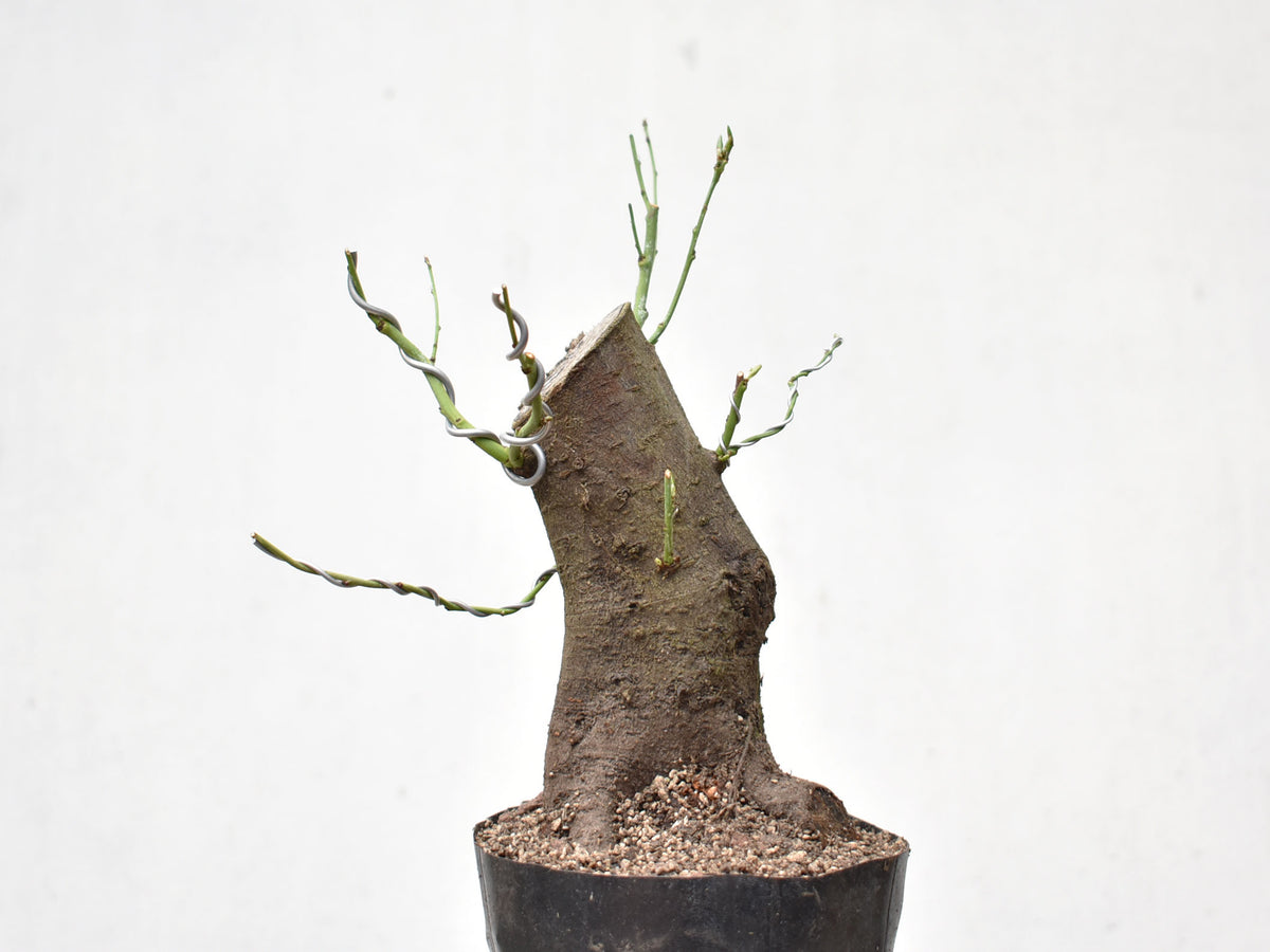 CIRUELO SILVESTRE (Prunus Cerasifera)