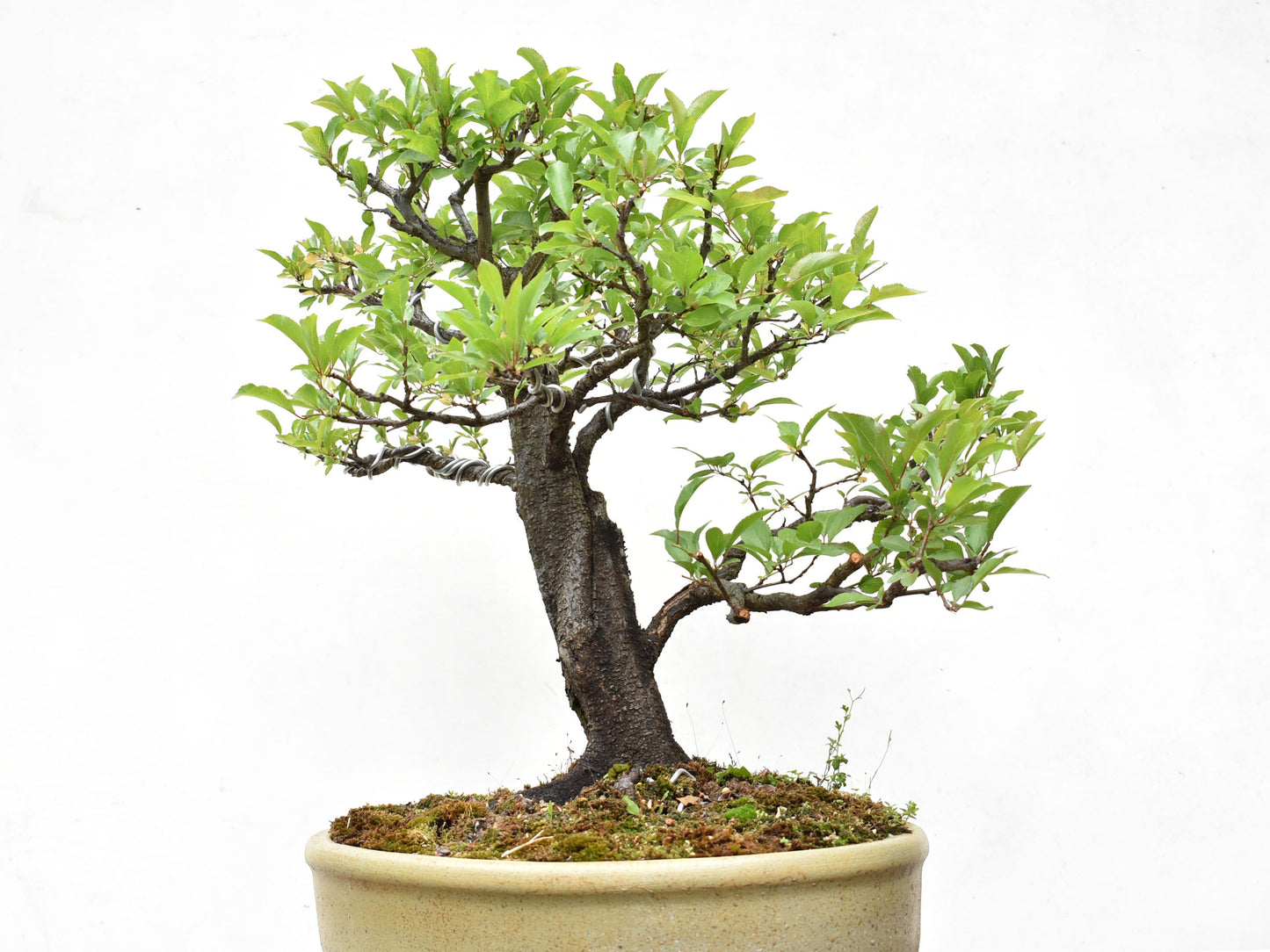 CIRUELO (Prunus Cerasifera)