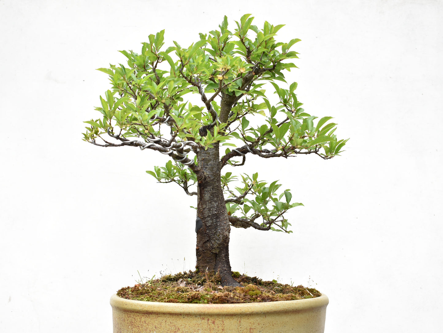 CIRUELO (Prunus Cerasifera)