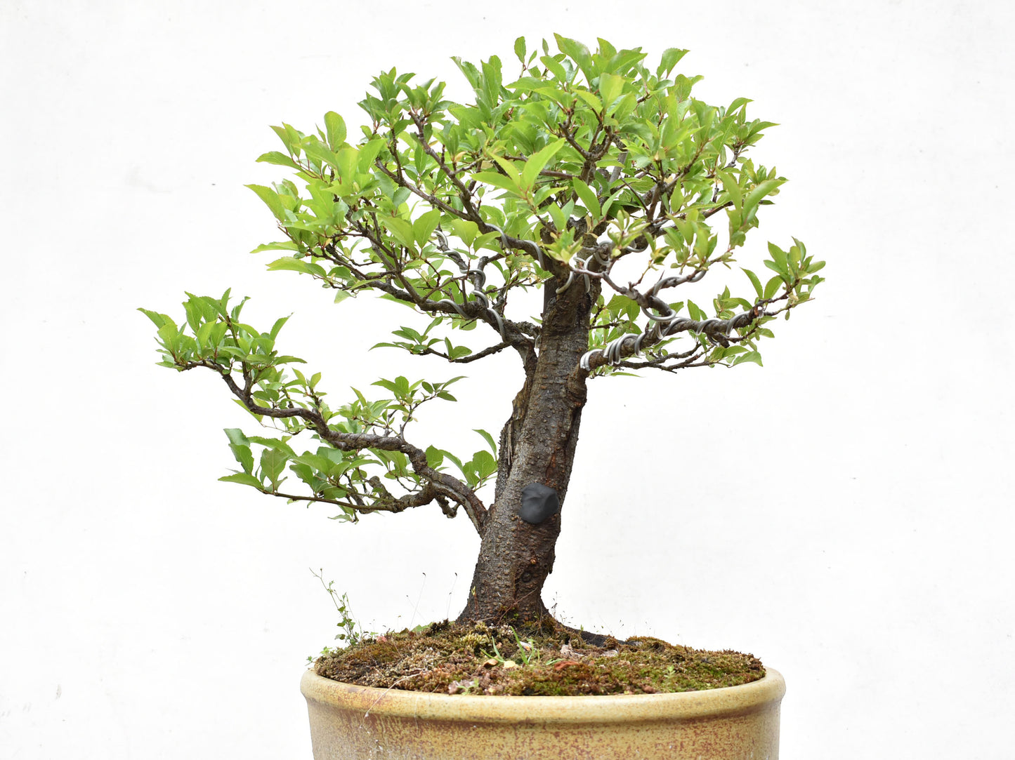 CIRUELO (Prunus Cerasifera)