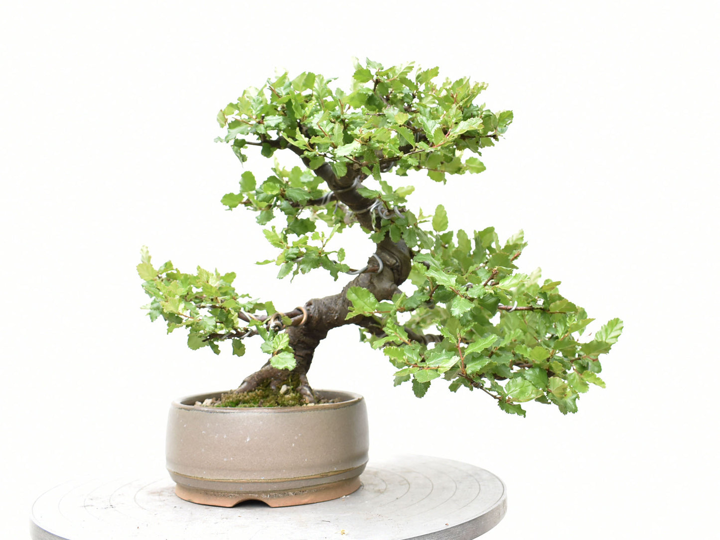 ÑIRE (Nothofagus Antarctica)