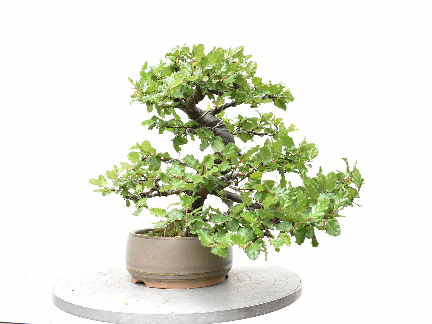 ÑIRE (Nothofagus Antarctica)