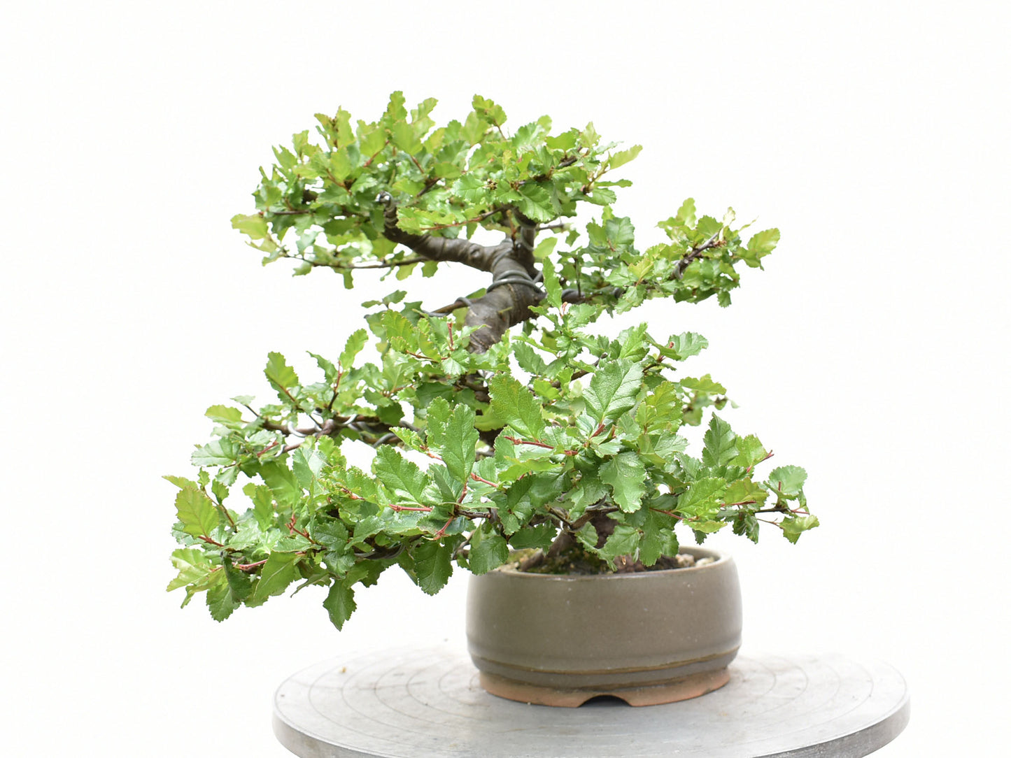 ÑIRE (Nothofagus Antarctica)