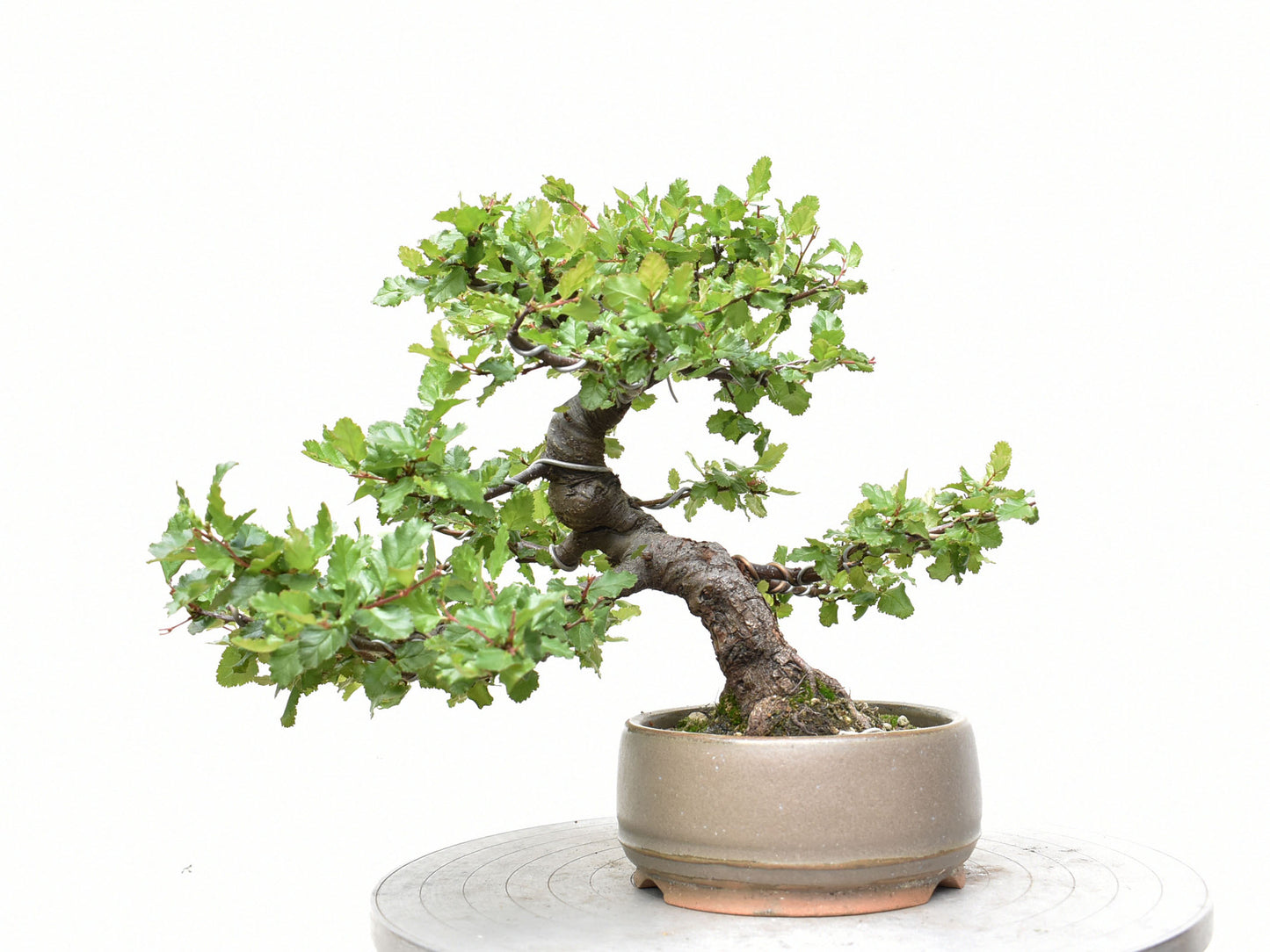 ÑIRE (Nothofagus Antarctica)