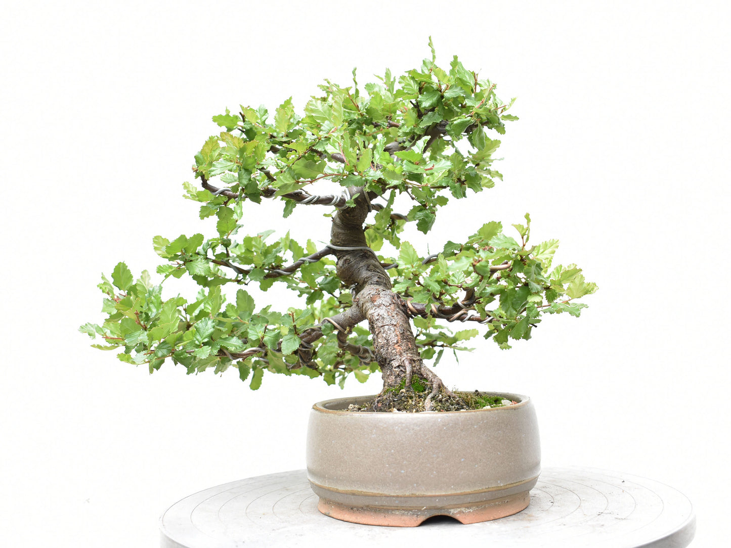 ÑIRE (Nothofagus Antarctica)