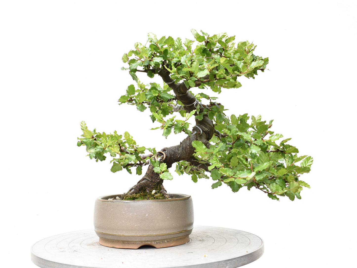 ÑIRE (Nothofagus Antarctica)