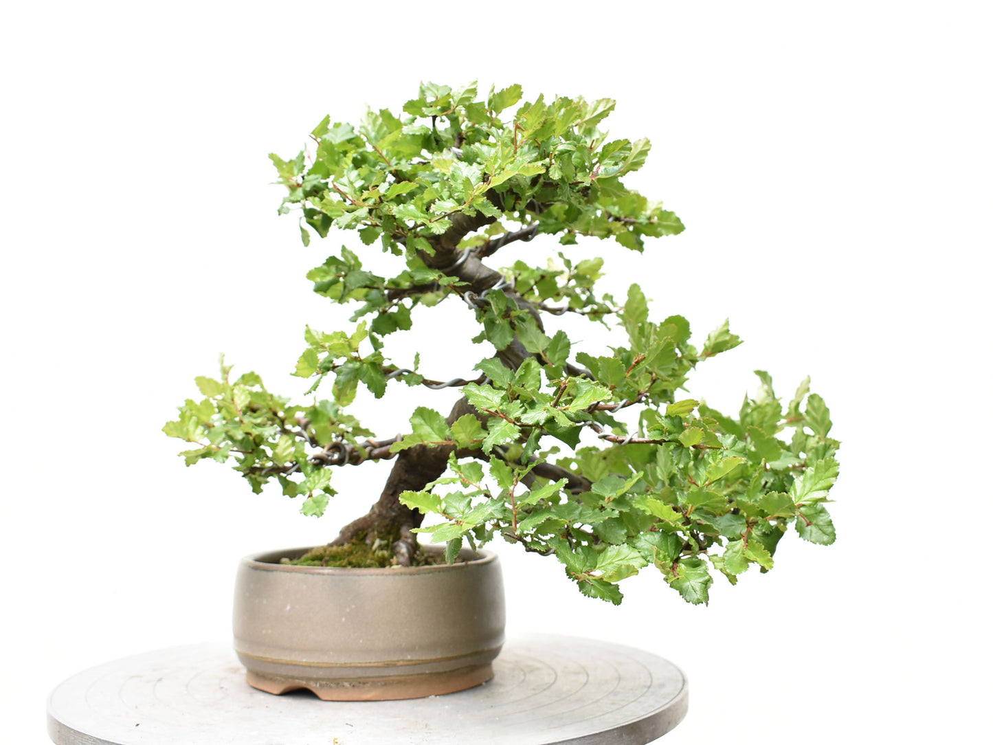 ÑIRE (Nothofagus Antarctica)