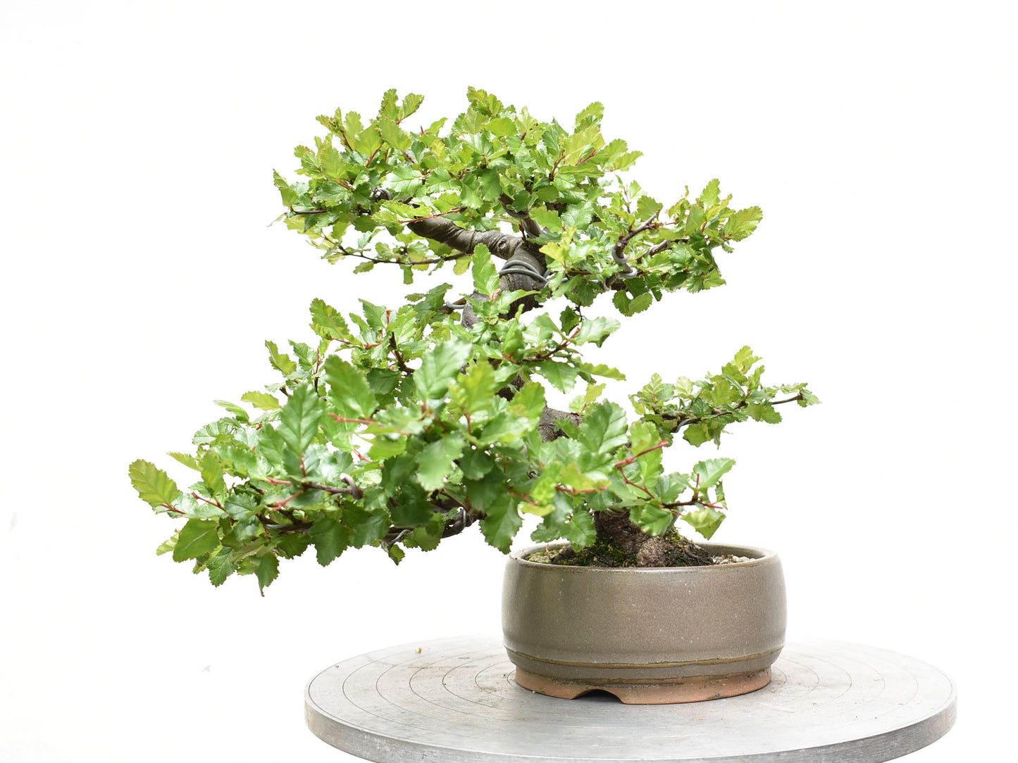 ÑIRE (Nothofagus Antarctica)