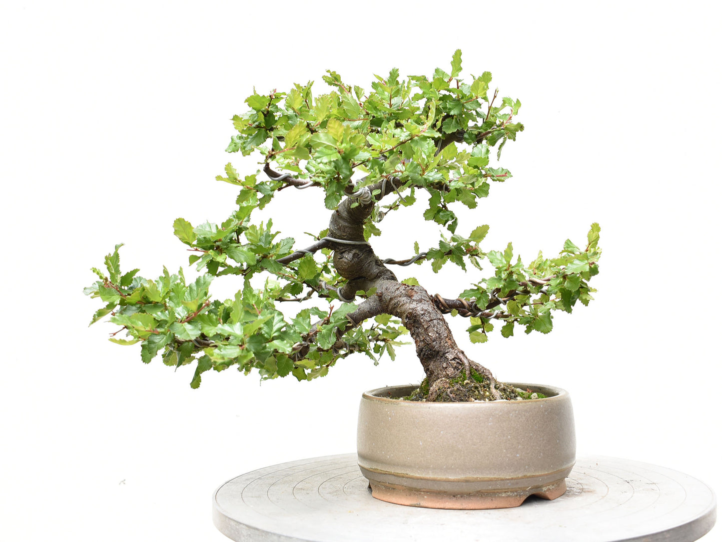 ÑIRE (Nothofagus Antarctica)