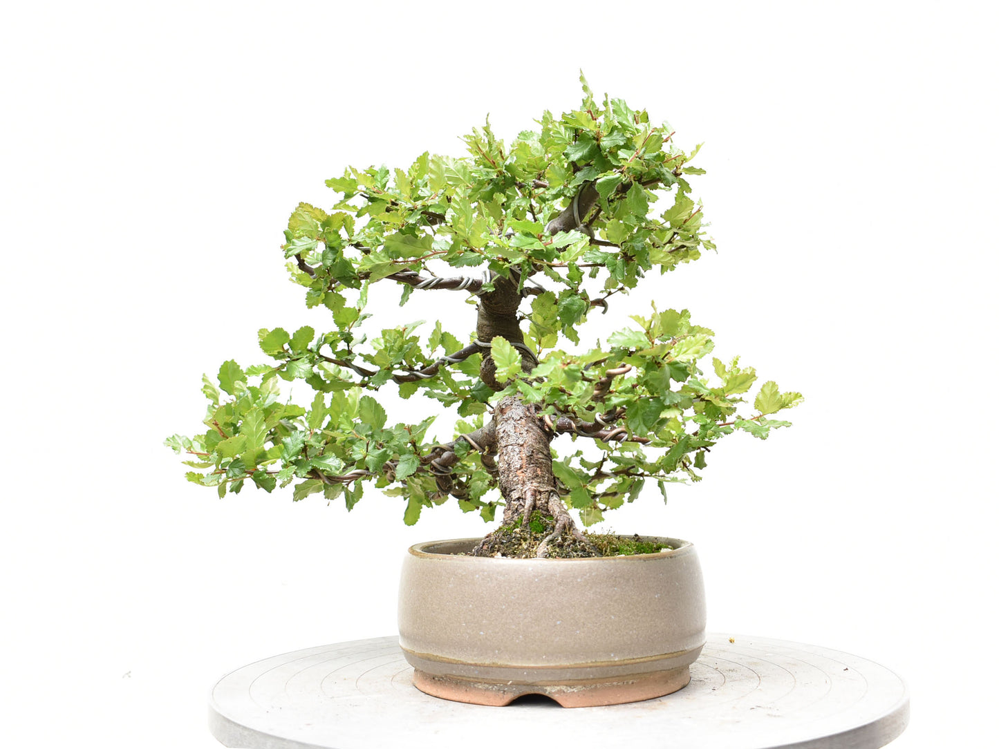 ÑIRE (Nothofagus Antarctica)