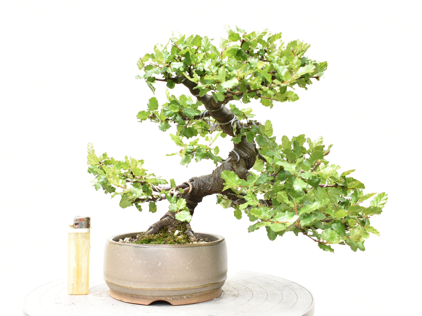 ÑIRE (Nothofagus Antarctica)