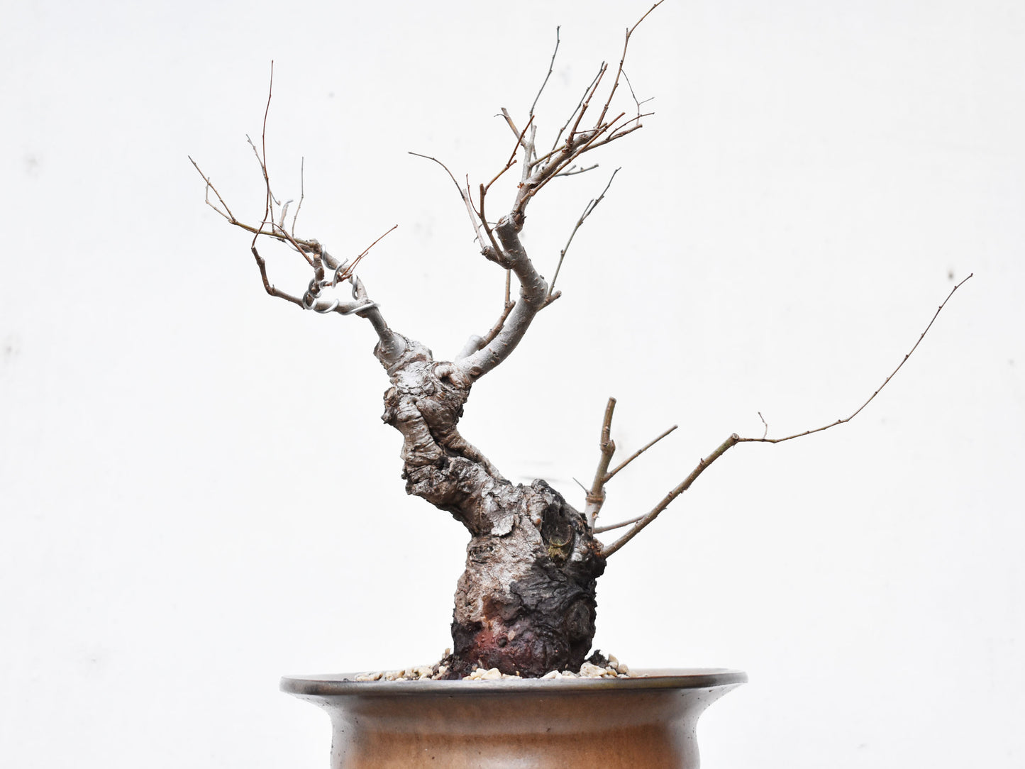 OLMO (Ulmus Minor)