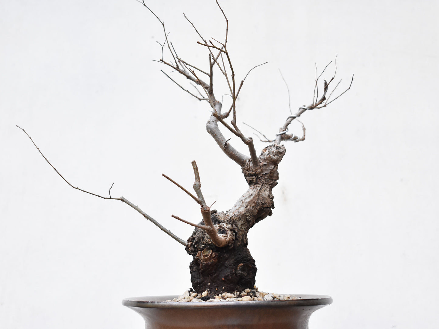 OLMO (Ulmus Minor)