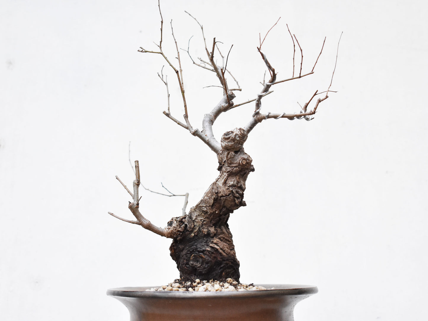 OLMO (Ulmus Minor)