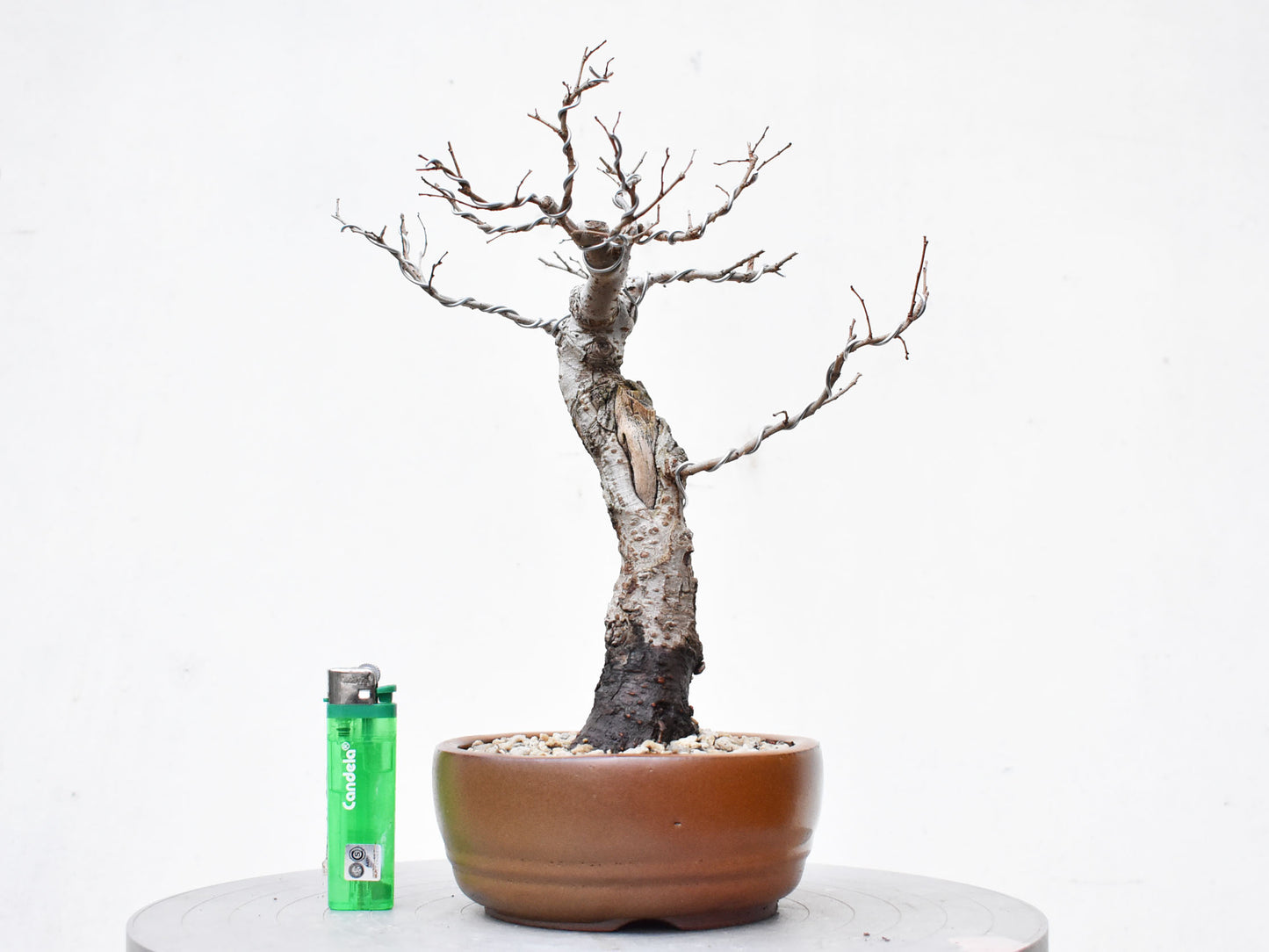 OLMO (Ulmus Minor)