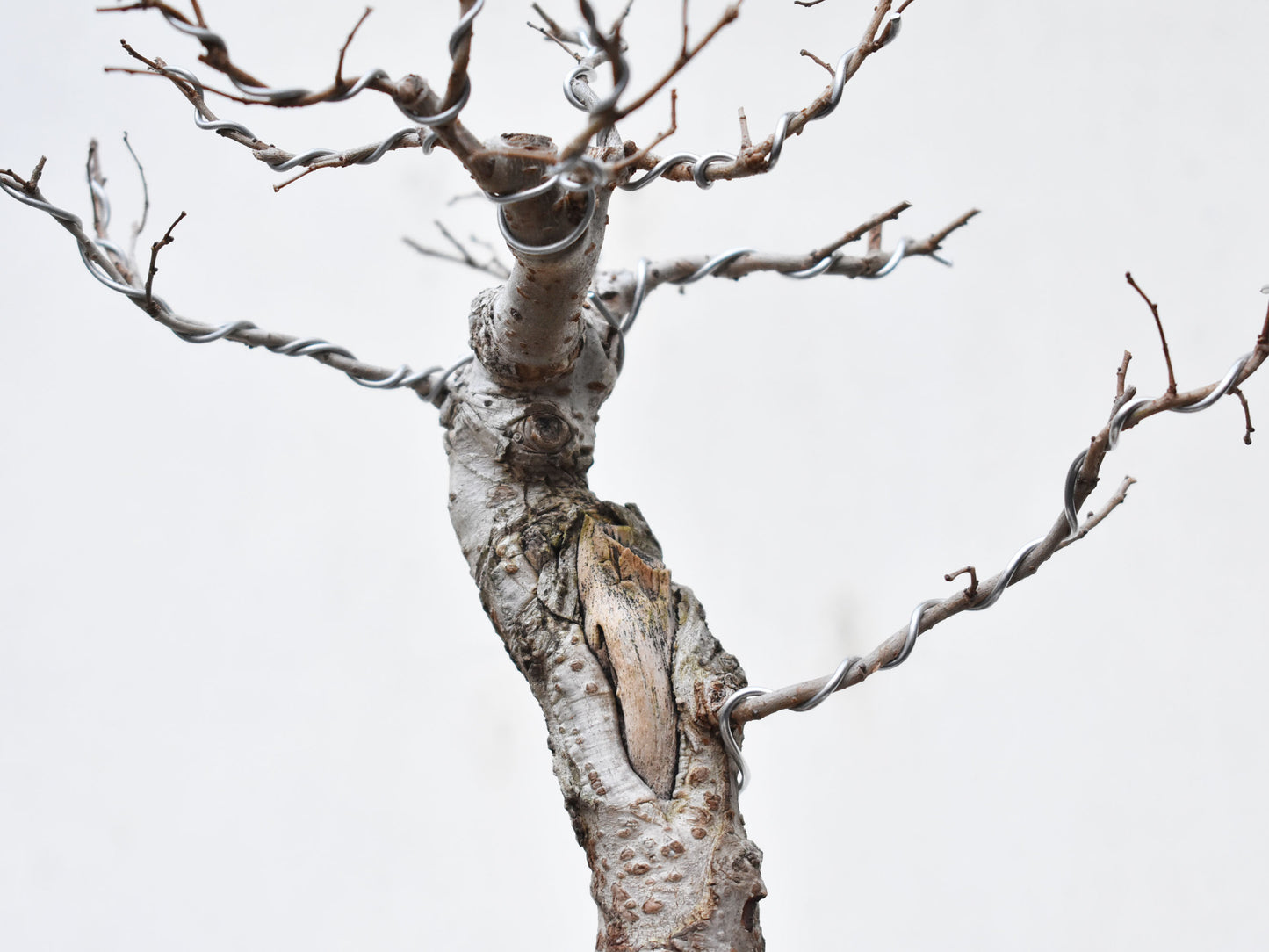 OLMO (Ulmus Minor)