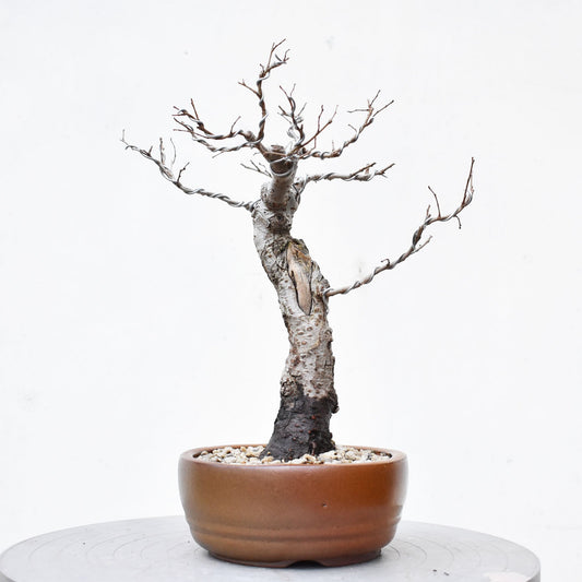 OLMO (Ulmus Minor)