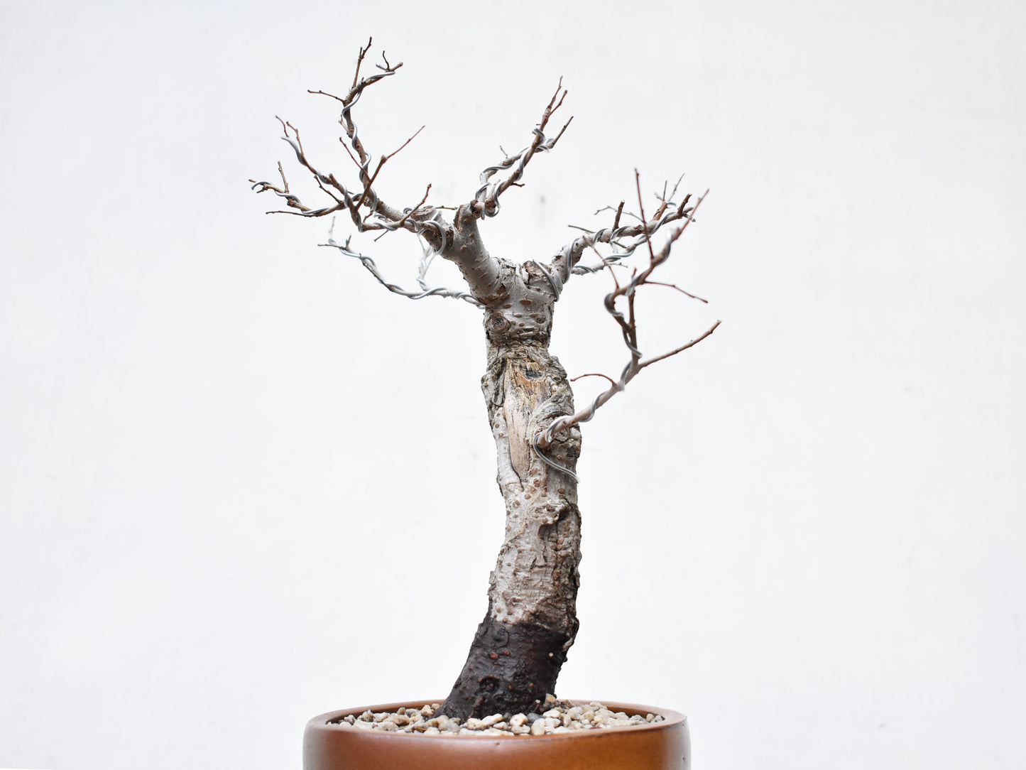 OLMO (Ulmus Minor)