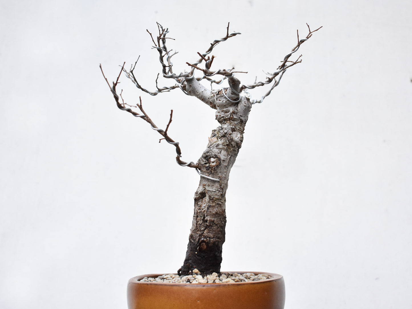 OLMO (Ulmus Minor)
