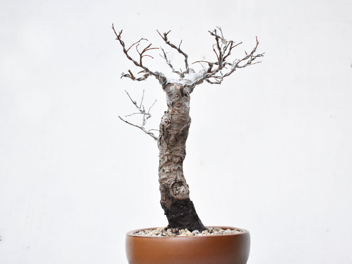 OLMO (Ulmus Minor)