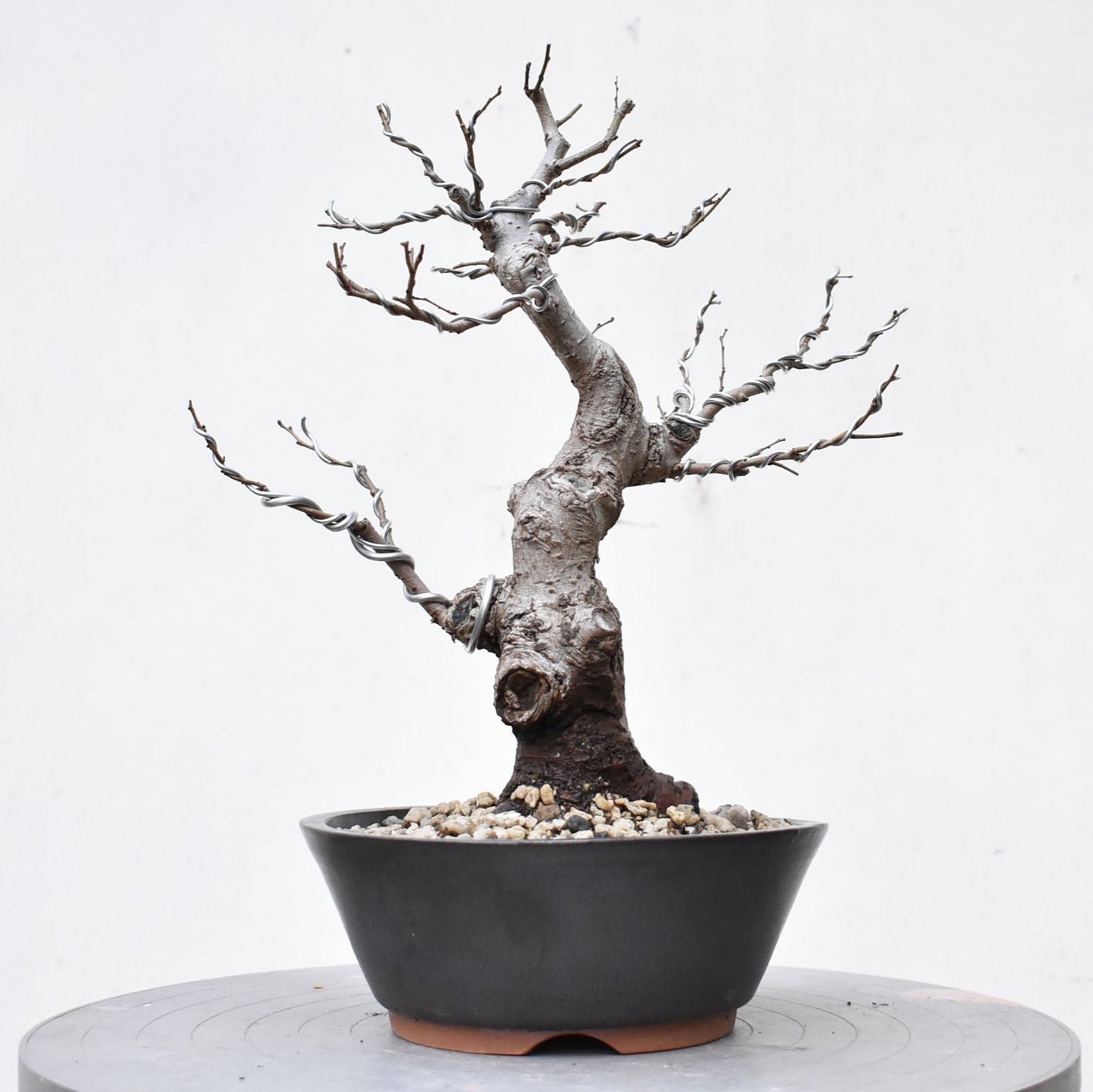 OLMO (Ulmus Minor)