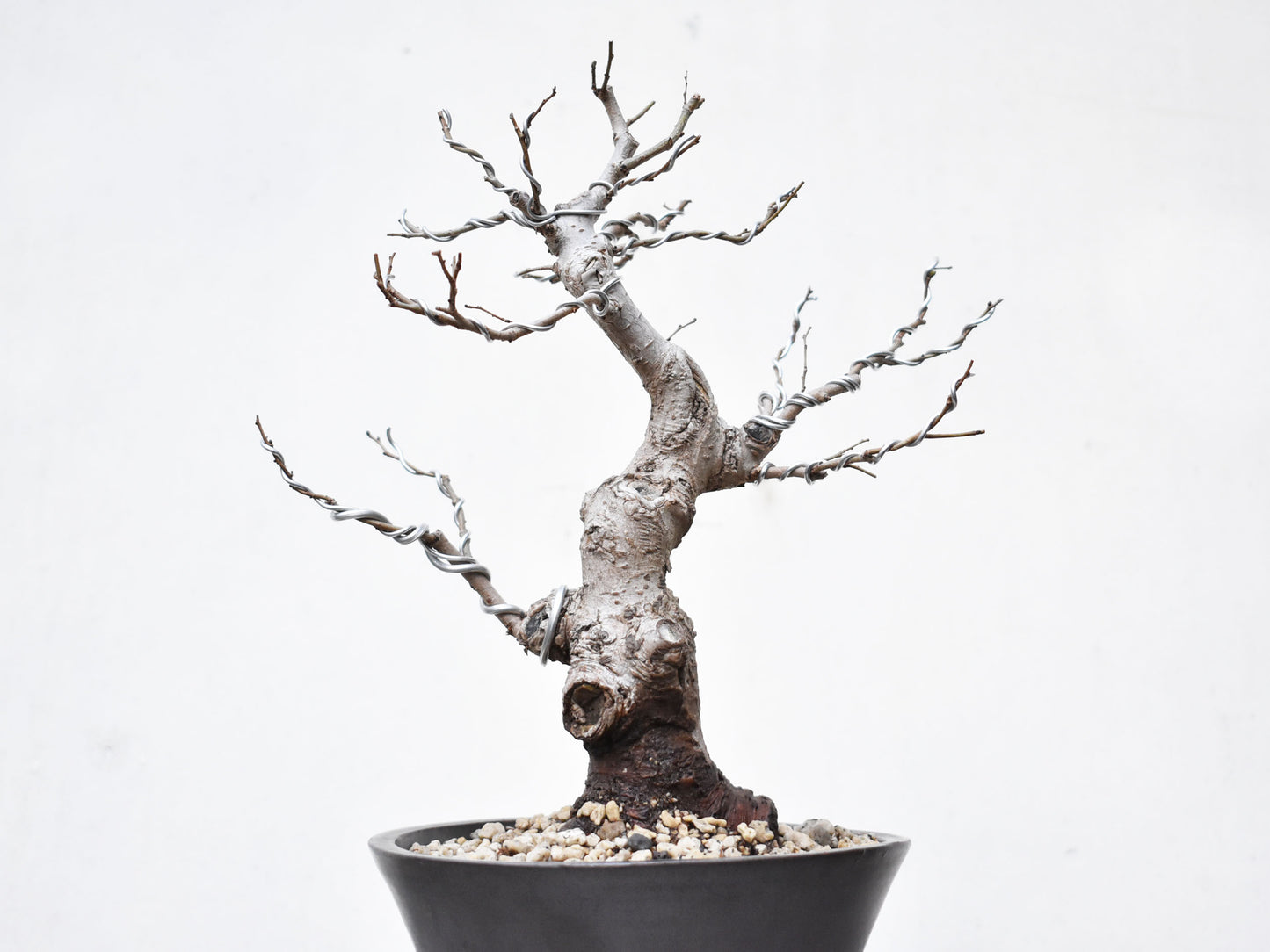 OLMO (Ulmus Minor)