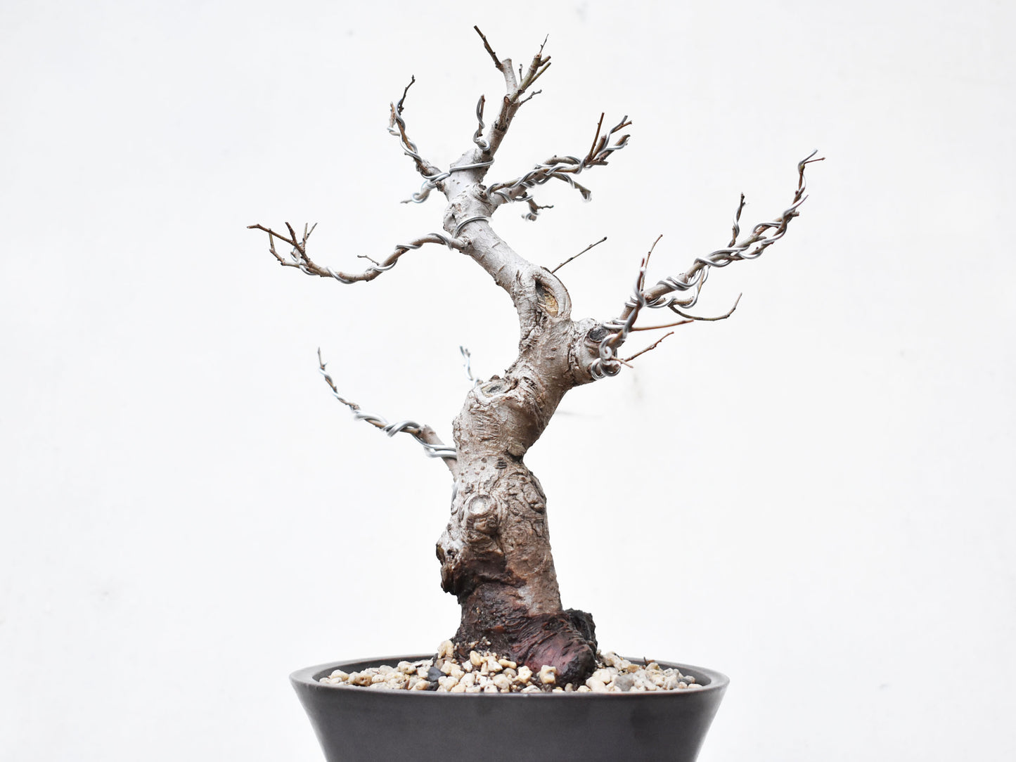 OLMO (Ulmus Minor)