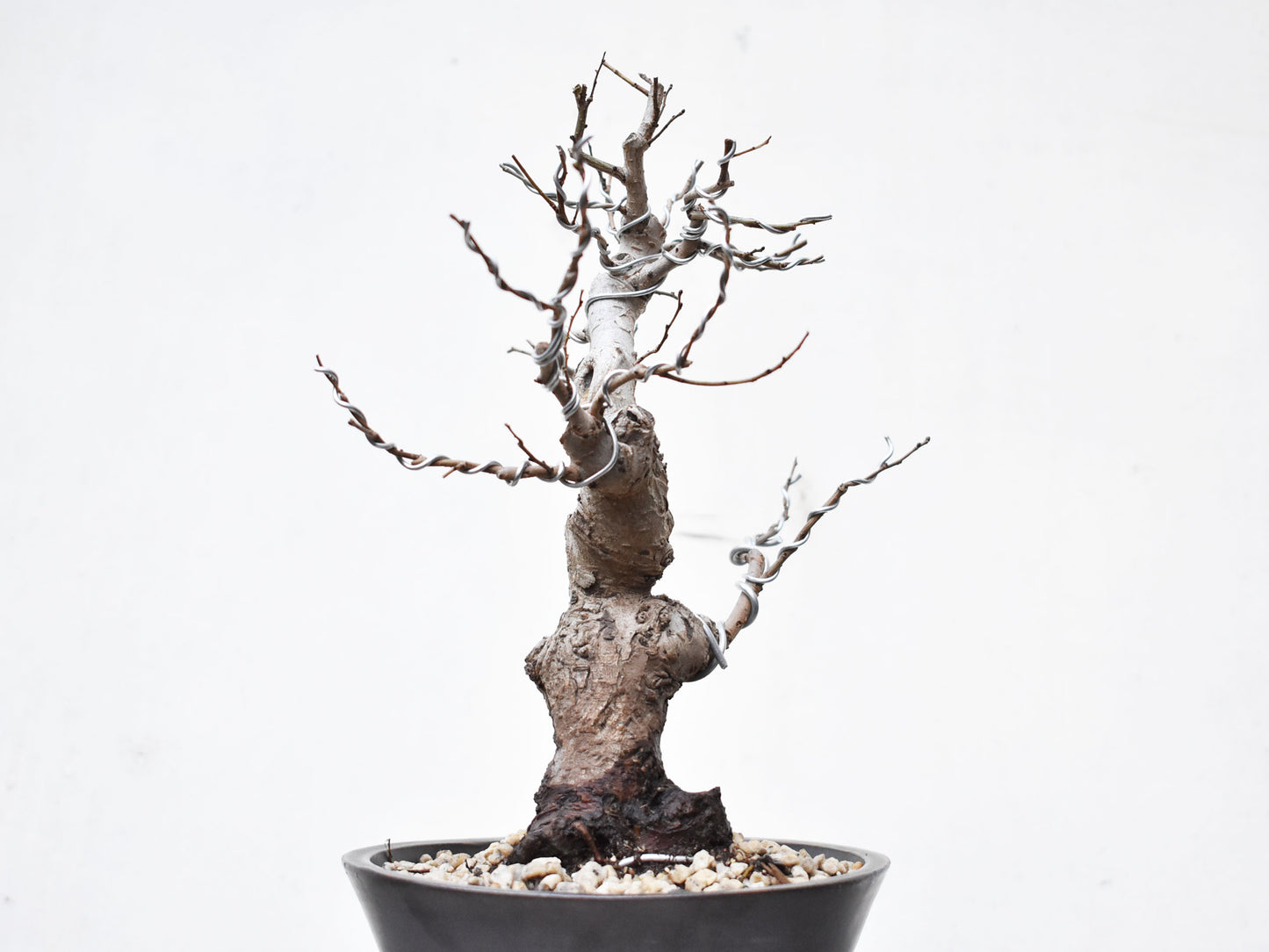 OLMO (Ulmus Minor)