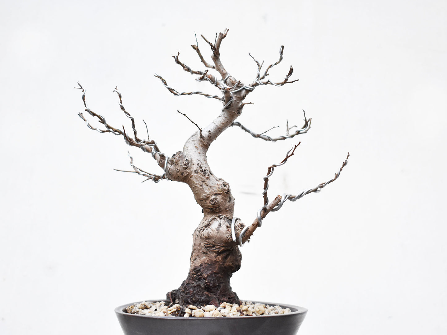 OLMO (Ulmus Minor)