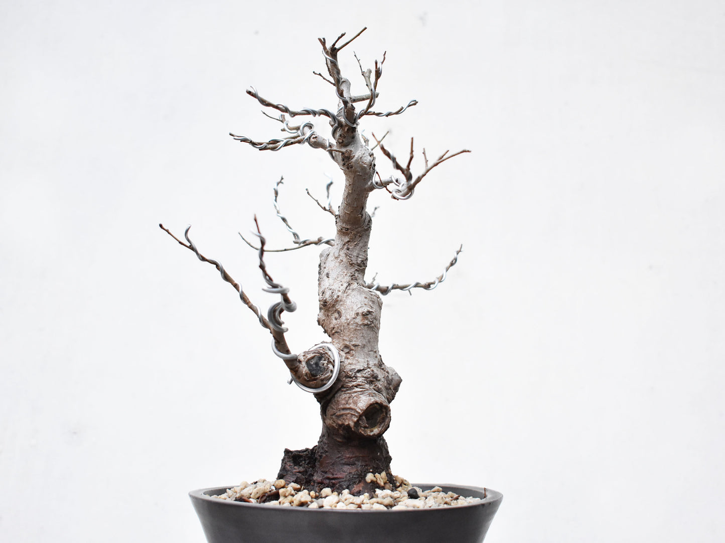 OLMO (Ulmus Minor)