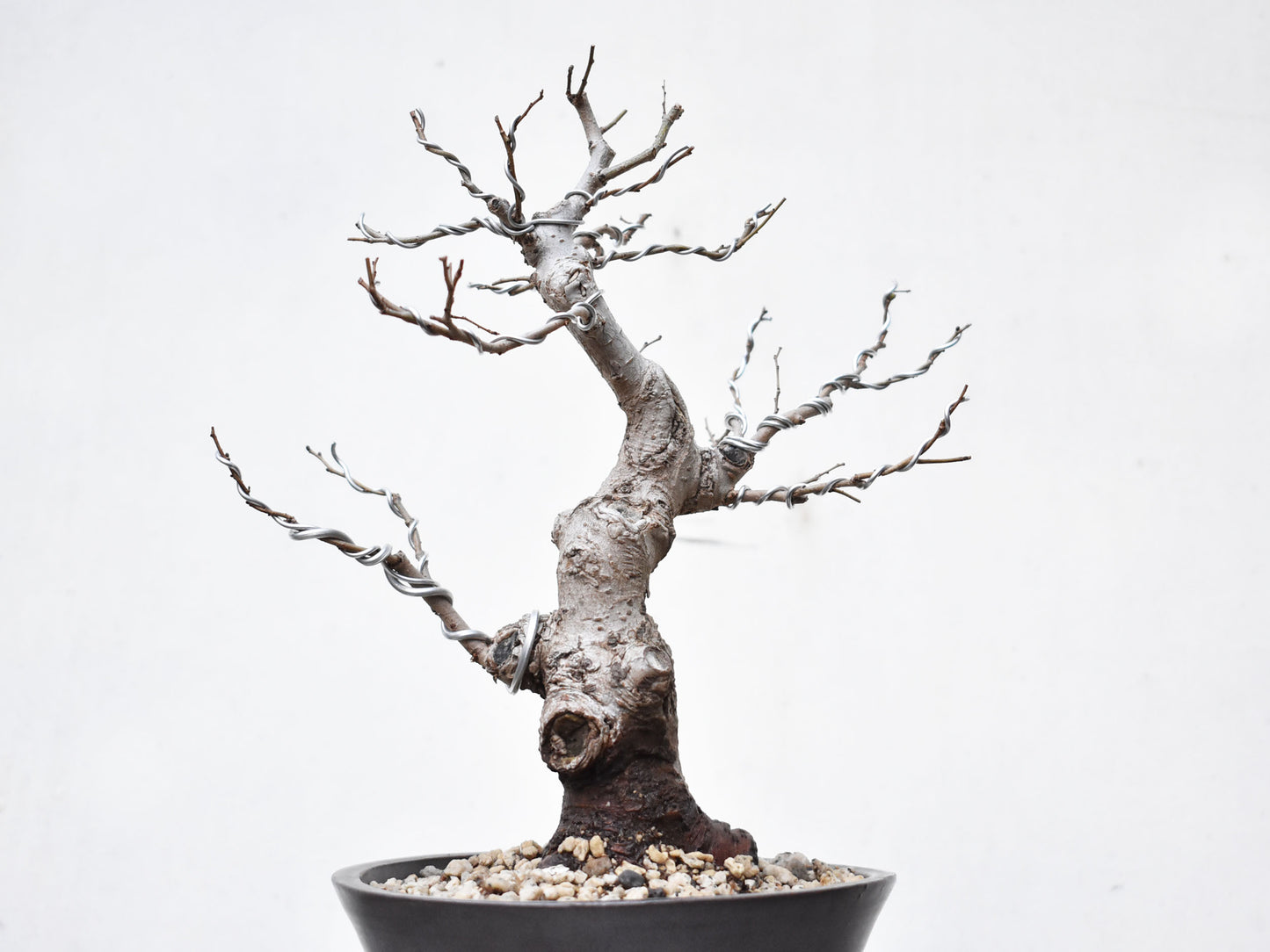 OLMO (Ulmus Minor)