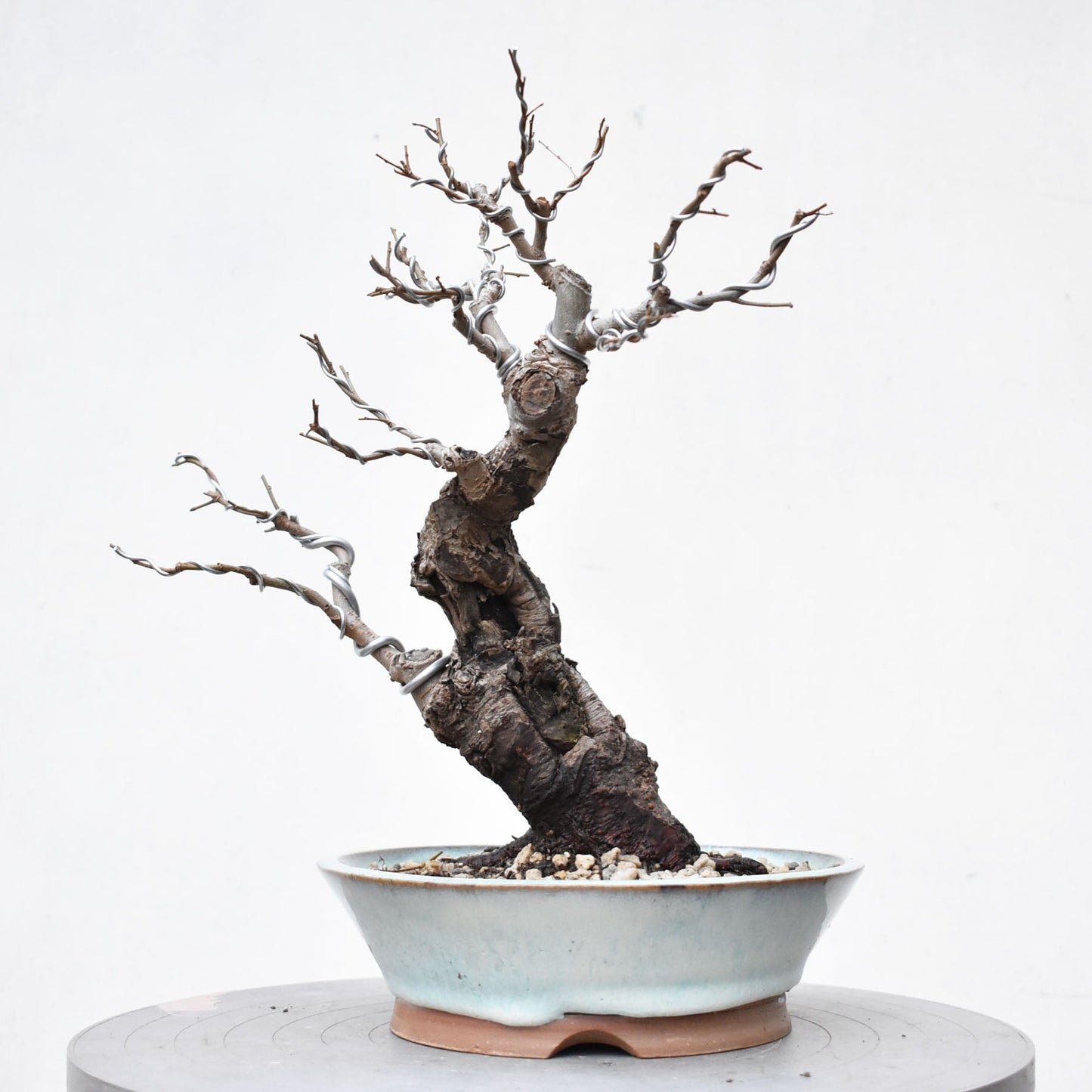 OLMO (Ulmus Minor)