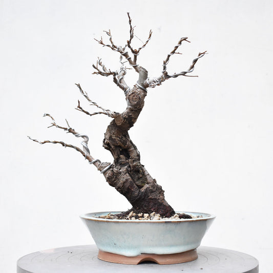 OLMO (Ulmus Minor)