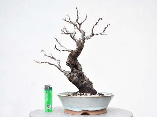 OLMO (Ulmus Minor)