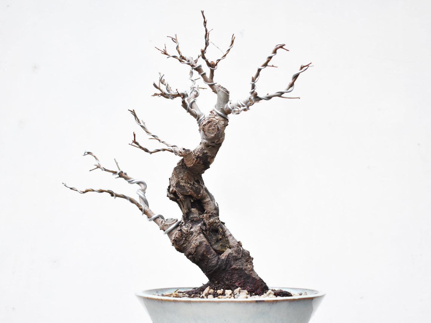 OLMO (Ulmus Minor)