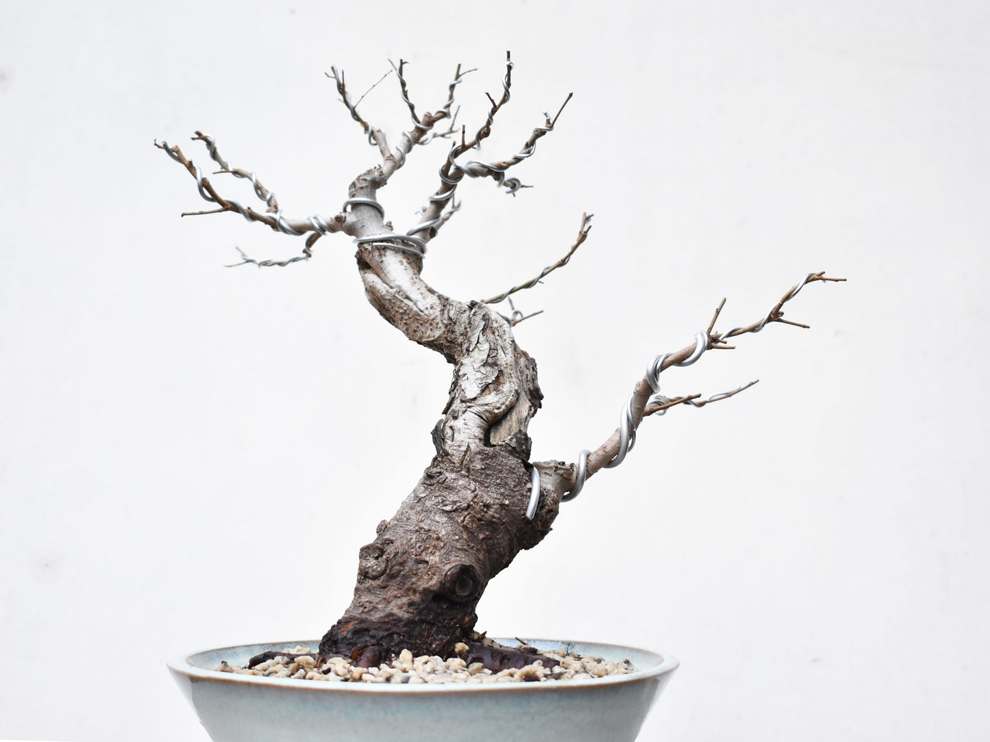 OLMO (Ulmus Minor)