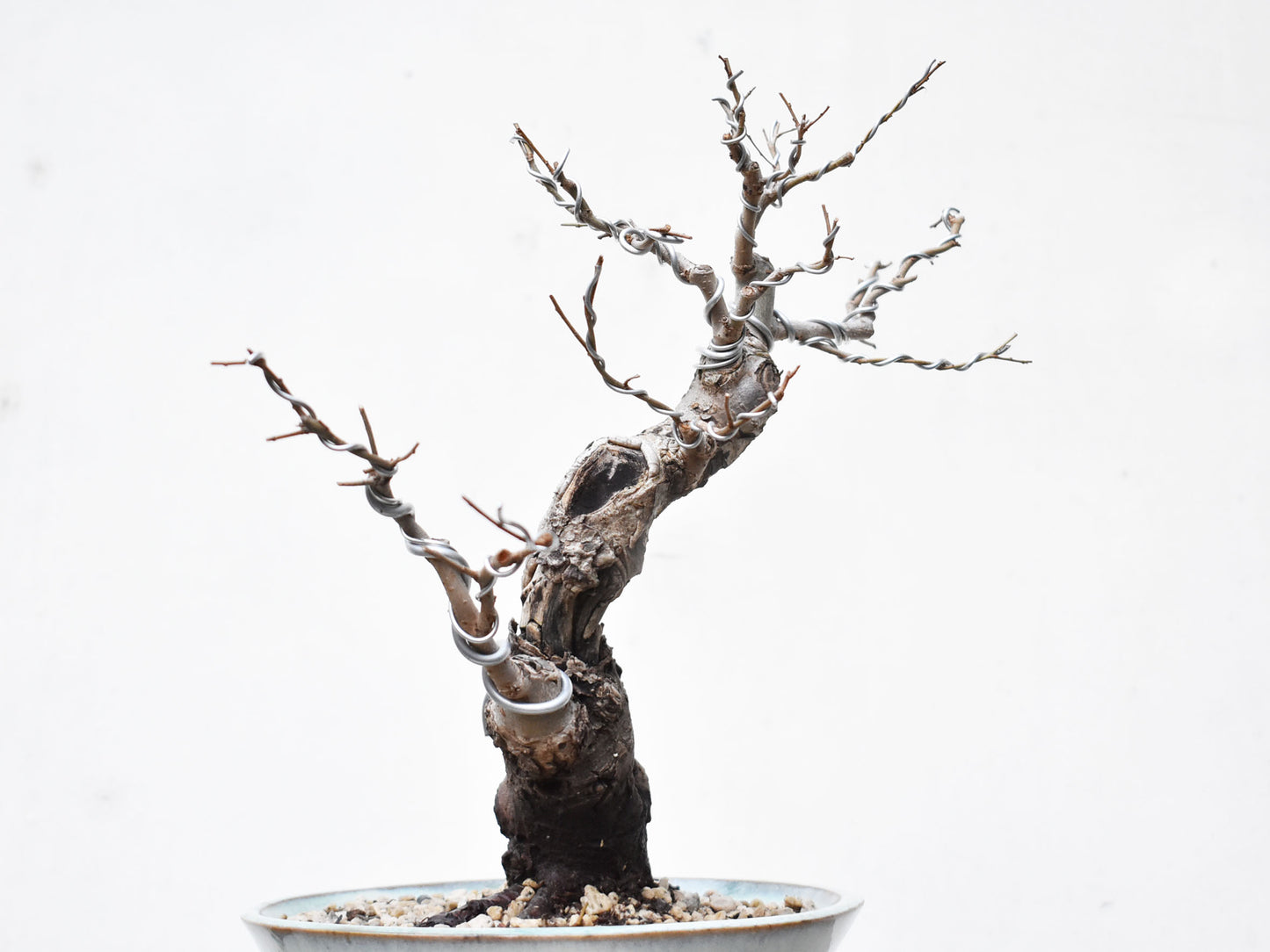OLMO (Ulmus Minor)