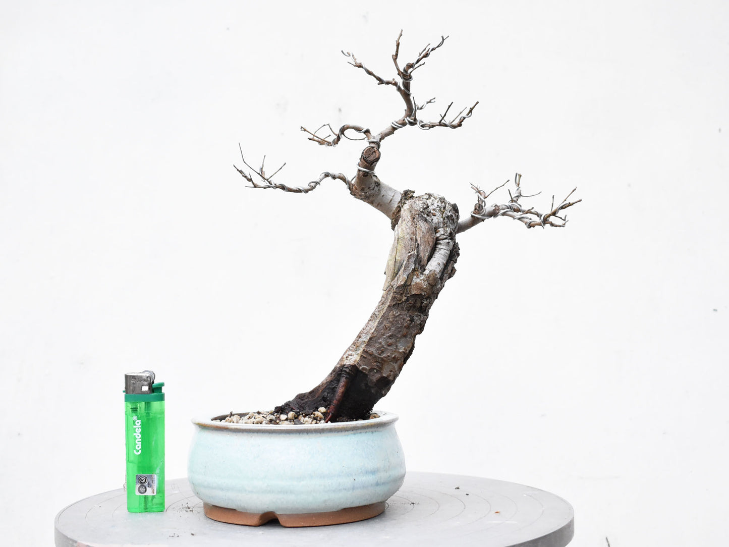 OLMO (Ulmus Minor)