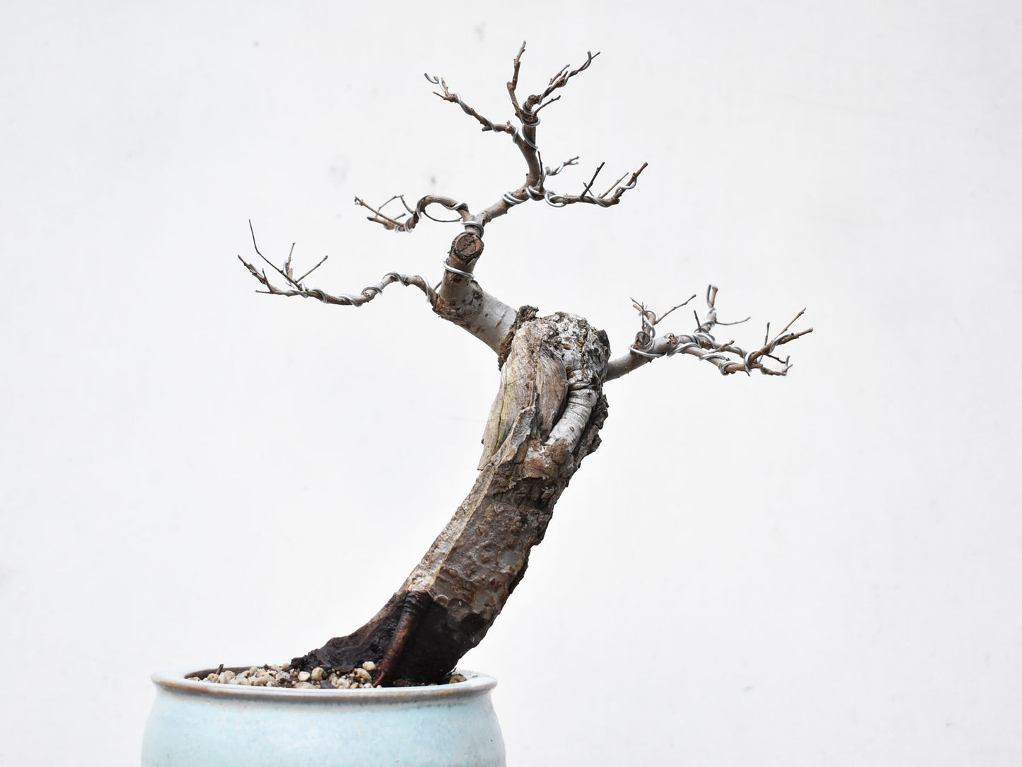 OLMO (Ulmus Minor)