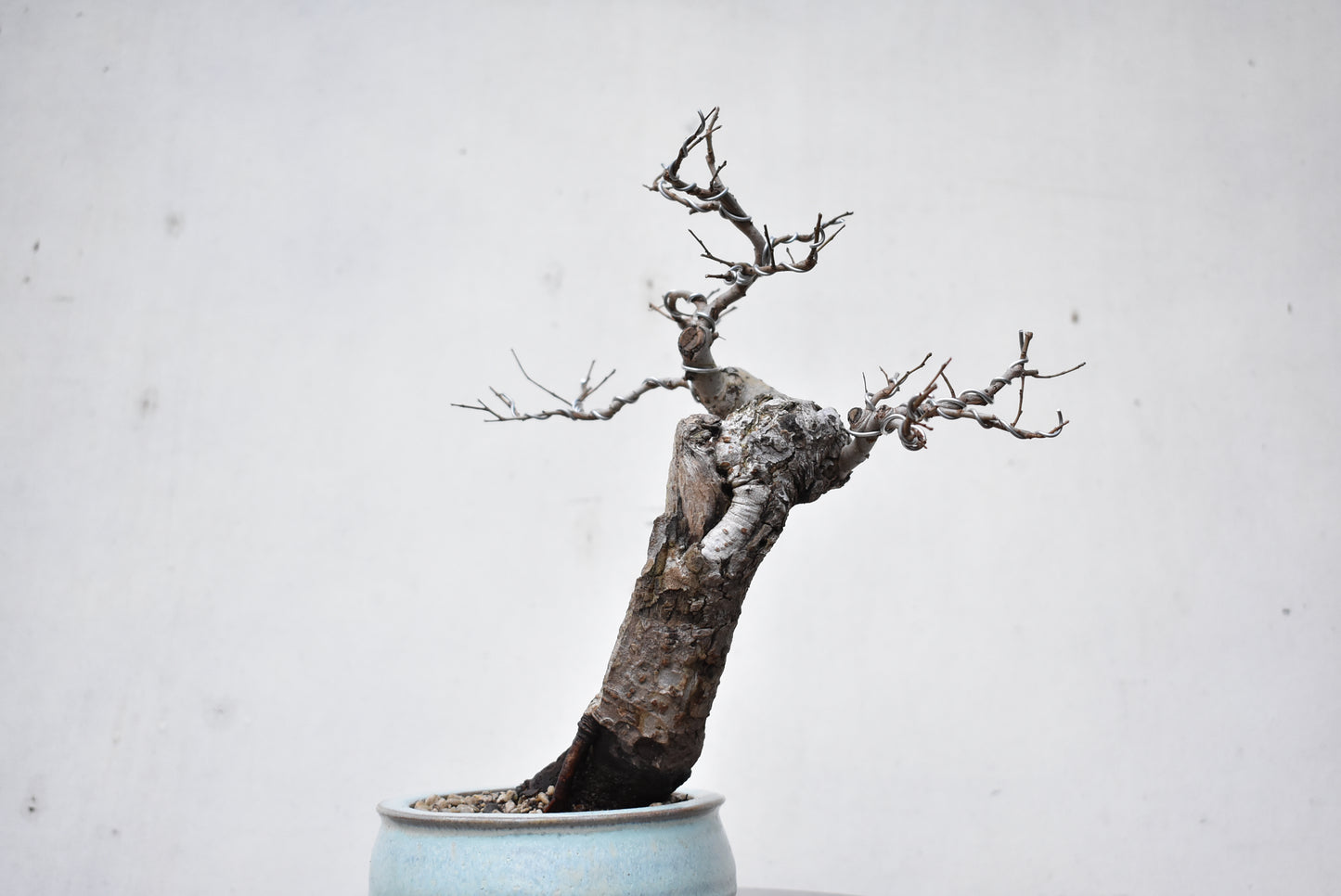 OLMO (Ulmus Minor)