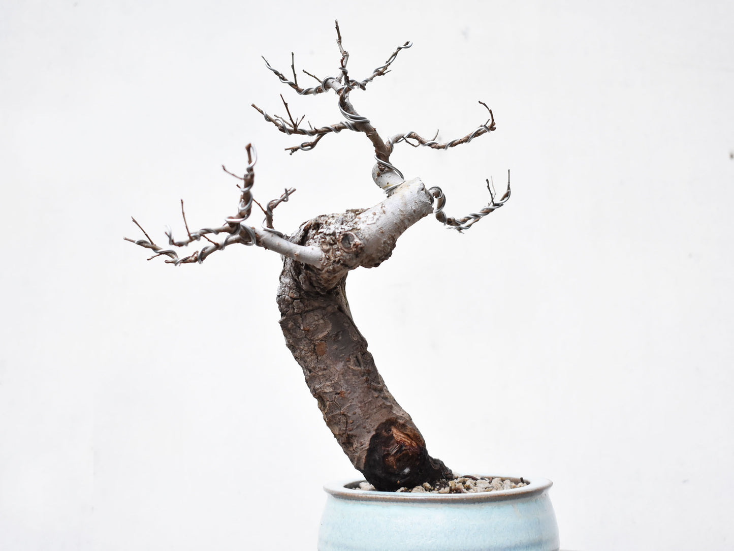 OLMO (Ulmus Minor)