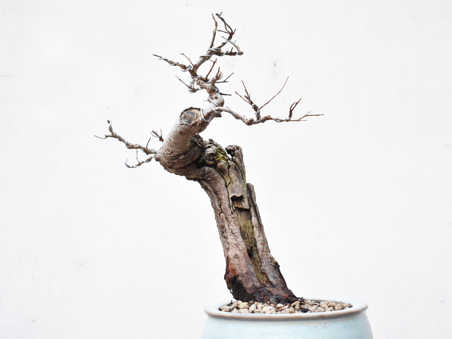 OLMO (Ulmus Minor)