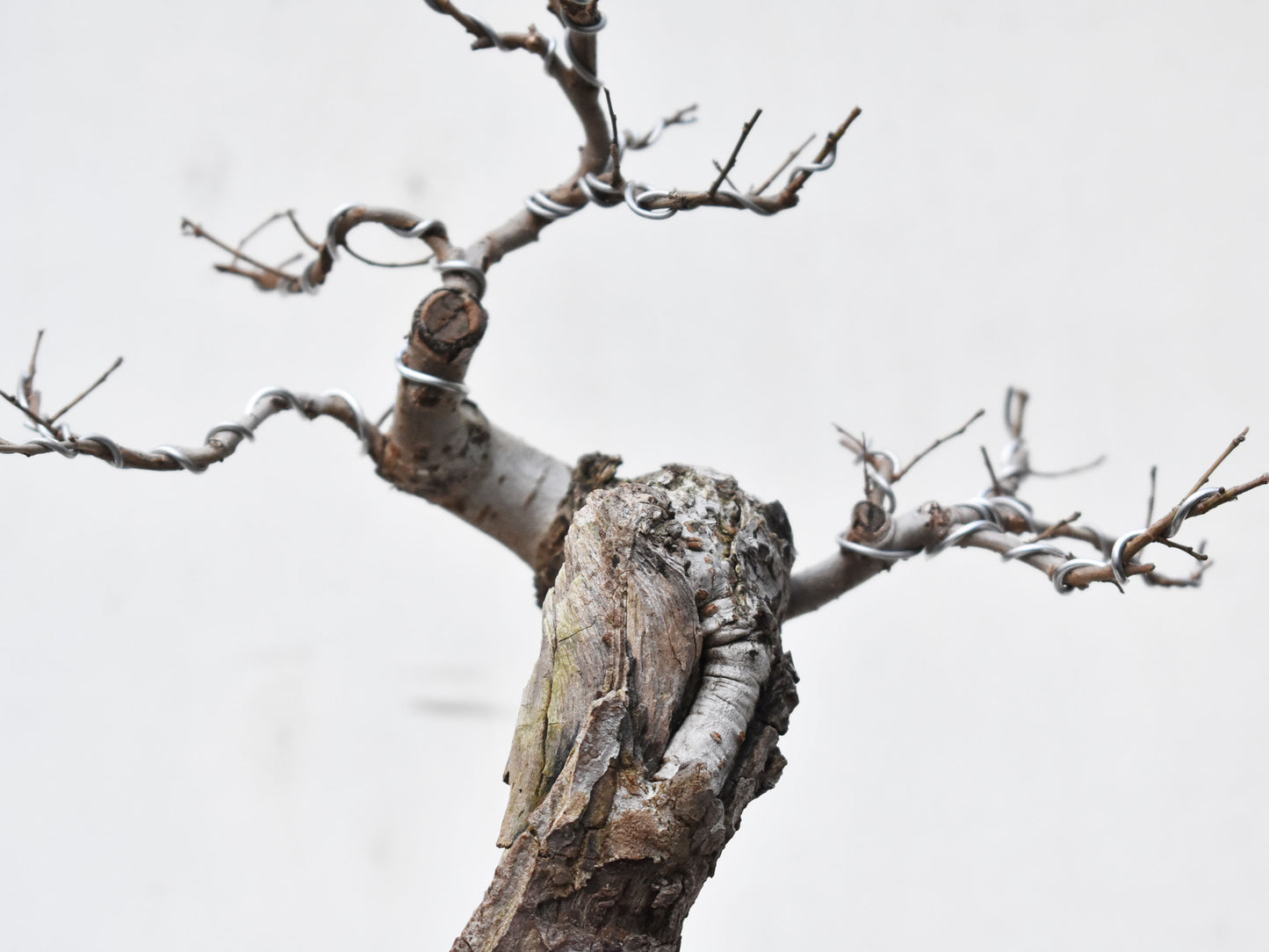 OLMO (Ulmus Minor)