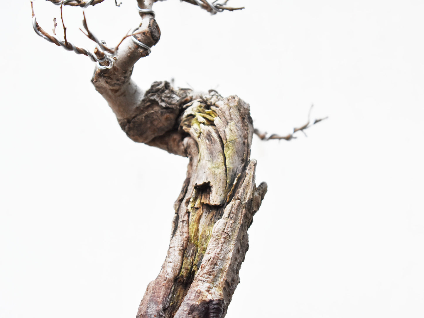 OLMO (Ulmus Minor)